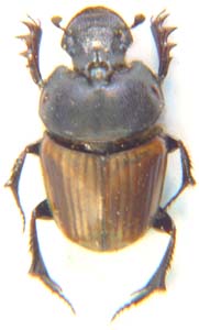 Phalops  sp.