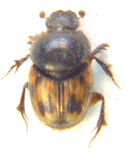 Phalops  sp.