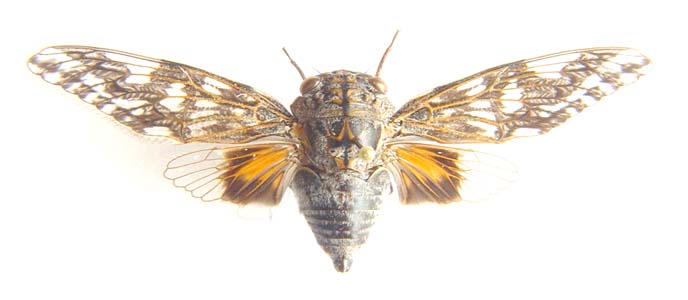 Cicadidae sp.