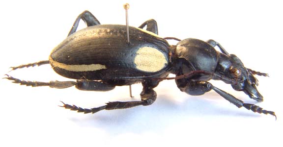 Anthia lomoplata var algoensis.