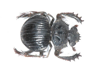 Pachysoma benningseni.