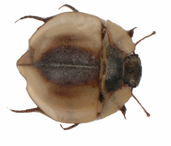 Lepidochora sp. 6.