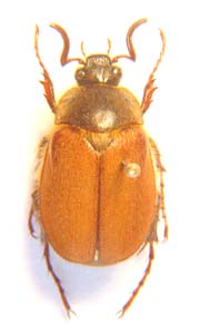 Melolonthinae. sp nov.