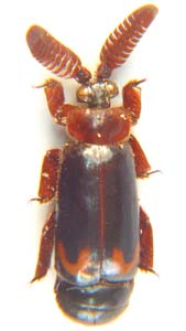 Cerapterus sp.