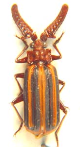 Heteropaussus parallelicoruis