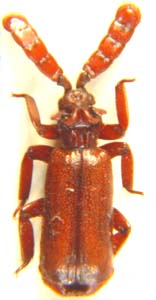 Pentaplatratus gestroi