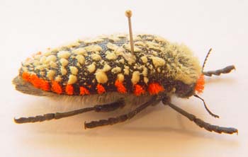 Julodis sp.