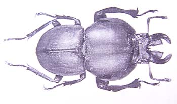 Colophon endroedyi.