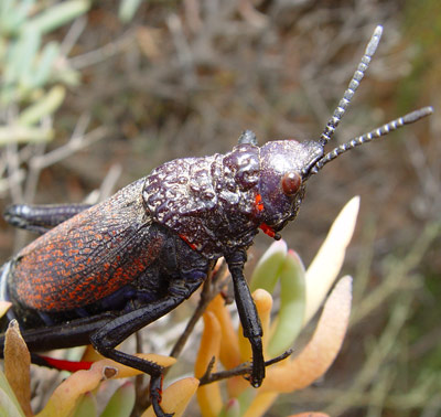 Dictyophorus spumans.