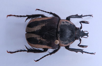 Ichnestoma sp