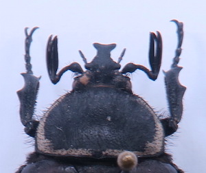 Ichnestoma coetzeri.