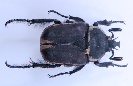 Ichnestoma coetzeri.