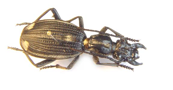 Cypholoba cinereocincta alluaudi.