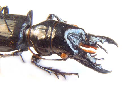 Ochryopus gigas