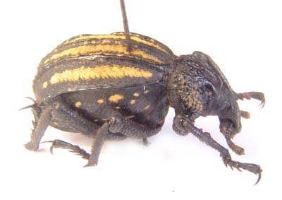 Brachycerus sp.