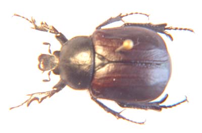 Ichnestoma cuspidata cuspidata. 