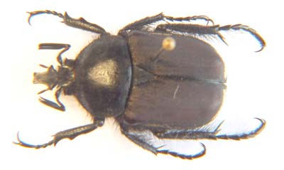 Ichnestoma cuspidata cuspidata. 