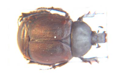 Ichnestoma ficqi.   Holm & Stobbia.