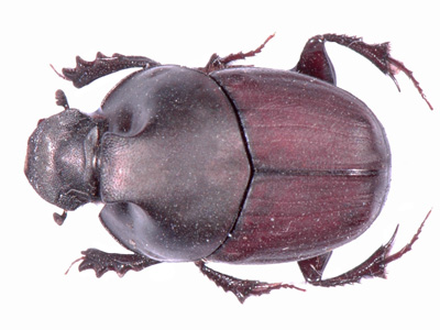 Dung Beetle...............