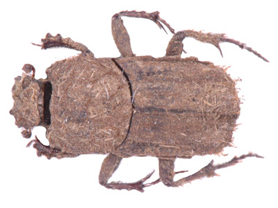 Cyptochirus ambiguus.