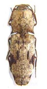 Eluphemis proximus