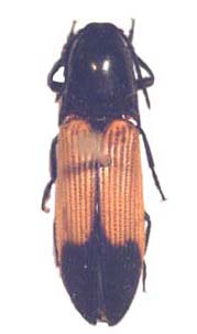 Elateridae sp.