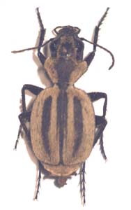 Graphipterus sp.