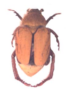 Hopliini sp.