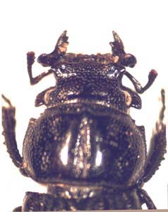 Nidigidus sp