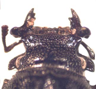 Nidigidus sp