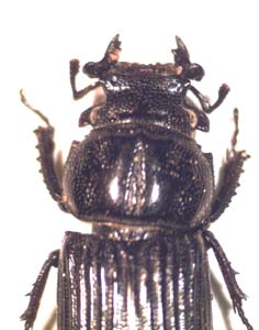 Nidigidus sp