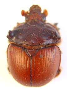 Bolbaffer princeps. Kolbe.