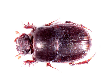 Onthophagus ochropytes.