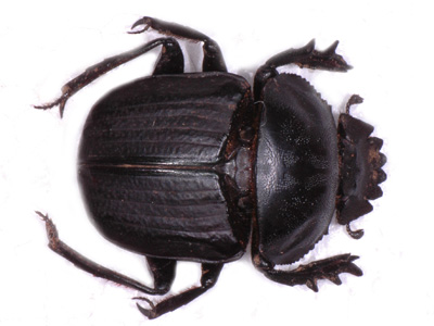 Scarabaeus lamarski.