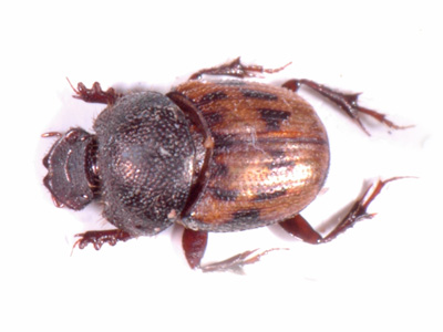 Onthophagus stellio.