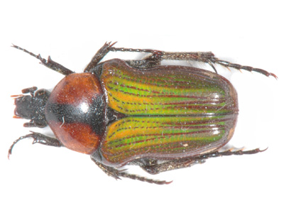 Leucocelis sp