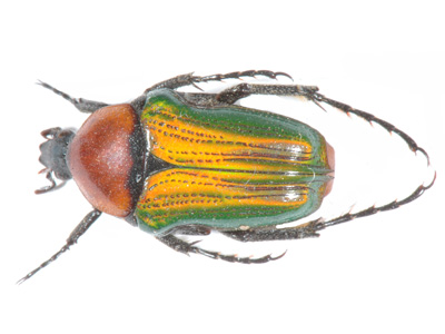 Leucocelis sp