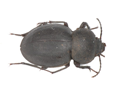 Psammodes sp