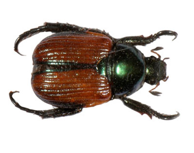 Rutelinae sp