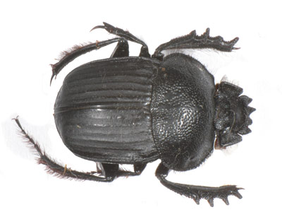 Scarabaeus canaliculatus