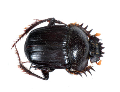 Scarabaeus flavicornis