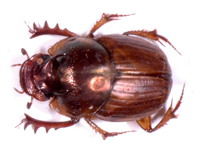 Onthophagus gazella