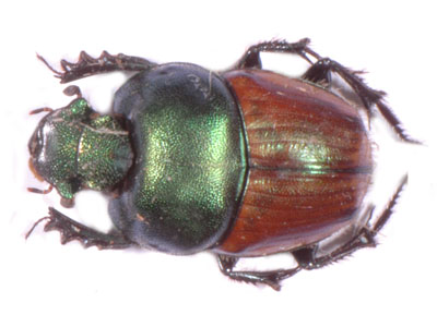 Phalops flavocinctus.