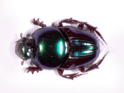 Onthophagus alcyon