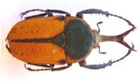 Megalorhina harrisi schaueri f paleneus.