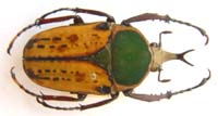 Megalorhina harrisi peregrina f pallescens.