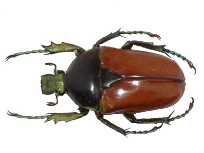 Neptunides polychrous brunneipennis. Allard.