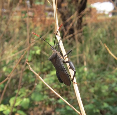 Coreidae sp.