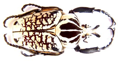 Goliathus  meleagris  var.