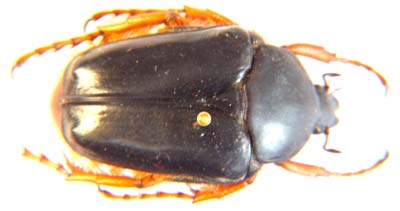 Moriaphila fascicularis.